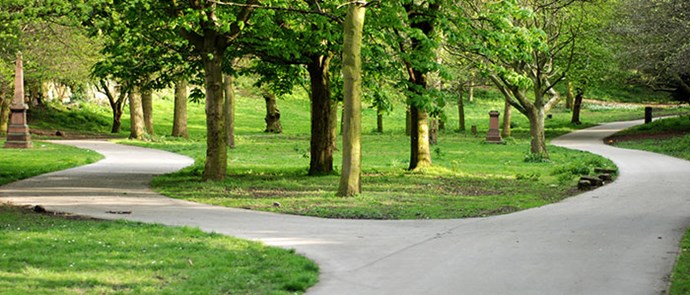 path through trees in a park